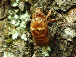 Molting cicada on a tree. Cicadas life cycle in nature forest. insect larva photo