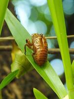 Molting cicada on a tree. Cicadas life cycle in nature forest. insect larva photo