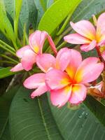 Beautiful Pink Frangipani Flower or plumeria blooming at botanical garden with fresh raindrops on it. Tropical spa flower. photo