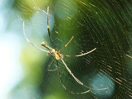 araña en el telaraña con natural verde bosque antecedentes. un grande araña murga pacientemente en sus web para algunos presa foto