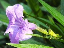 Morning sunlight, beautiful scenery of a purple flower and a small grasshopper take a rest on a leaf at the botanical garden. macro photography. close up. photo