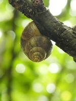 natural beauty of snails living in the forest or garden photo