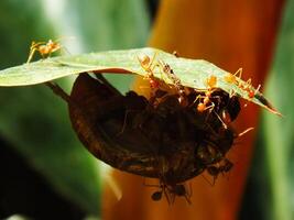 un grupo de tejedor hormigas haciendo un equipo trabajo para mordiendo un cigarras insectos foto