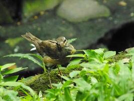 Eyebrowed Thrush Bird or Turdus obscures or Eyebrowed Thrush, White browed Thrush, Dark Thrush. A beautiful bird from Siberia. It is strongly migratory, wintering south to China and Southeast Asia. photo