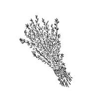 A hand drawn illustration of dried thyme in string. An ingredient mostly used in curried and chillies, this line drawing is in a black and white doodle style. vector