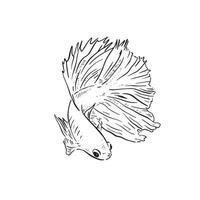 A line drawn illustration of a beautiful Japanese Fighting Fish. Front profile with tail swishing to the right hand side. Drawn by hand on Procreate using an Apple Pencil. vector