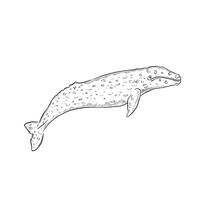 A line drawn and shaded illustration of a gray whale. Drawn entirely by hand and saved as a digital sketch-style. vector