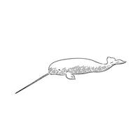 A line drawn illustration in black and white of a narwhal whale, a really interesting animal with a large spike on their face. Drawn by hand and shaded with lines. vector