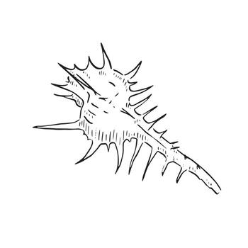 A line drawn murex shell in black and white. Hand drawn and shaded with lines. vector