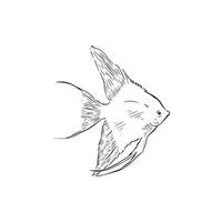 Angelfish drawing in black and white line. Hand drawn and digitally recreated as a sketchy style vector