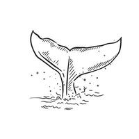 A line drawing of a whale tail coming out of the sea. Black and white and finished with bubbles and water splatters surrounding the tail. vector