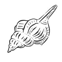 A line drawn illustration of a Tampa Drill shell. Black and white hand drawn sketch with subtle shading. vector