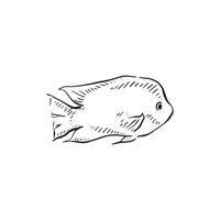 A line drawn cute fish in a sketchy style. Hand drawn and digitally vector