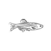 A line drawn striped fish found in tropical climates. Hand drawn in a sketchy style vector