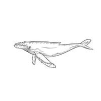 A line drawn and shaded illustration of a humpback whale. Drawn entirely by hand and created digitally in a sketchy format vector