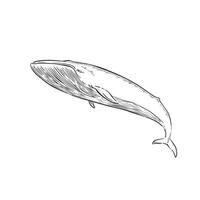 A blue whale, hand drawn in black line in a sketchy style vector