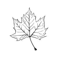 A line drawn illustration of a maple leaf taking inspiration from autumnal themes and nature. vector