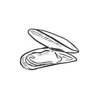 A line drawn illustration of a mussel in a shell. Hand drawn and perfect for menus or fishmongers vector