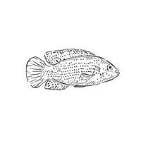 punteado tropical pescado dibujado por mano en negro línea dibujo. vectorizado en un incompleto estilo vector