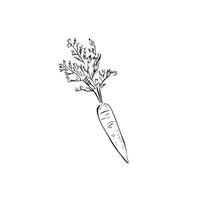 A line drawn sketch of a simple carrot in black and white vector