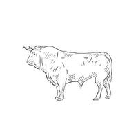 A line drawn side profile of a bull. Farm animal in black and white sketchy style vector