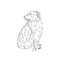 A line drawn dog resembling a sheep dog. In black and white line drawn sketch. vector