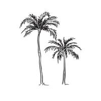 A line drawn illustration of two individual file palm trees in a sketchy style. Black and white sketch vector