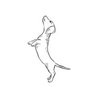 A line drawn Dachshund puppy dog on his hind legs. Drawn by hand in a line drawn sketchy style with shading. vector