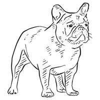 A bulldog drawing in a sketchy style, hand drawn and recreated digitally vector
