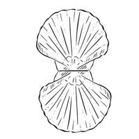 A line drawn illustration of a queen scallop shell. Black and white hand drawn sketch with subtle shadin vector