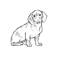 A line drawn Dachshund dog posing. Drawn by hand in a line drawn sketchy style with shading. Drawn on procreate using an Apple Pencil vector