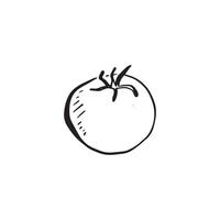 A line drawn sketch of a simple tomato in black and white vector