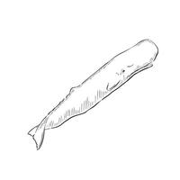A line drawn sperm whale. Hand drawn and shaded with lines. Black and white vector