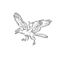 A line drawn illustration of an archaeopteryx. Hand drawn in black and white and shaded using lines. A simple sketchy style illustration vector