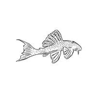 A line drawing of a golden angelfish in black and white. Drawn entirely by hand and recreated digitally in a sketchy way. vector