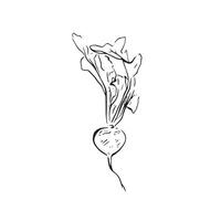 A line drawn sketch of a simple radish in black and white vector