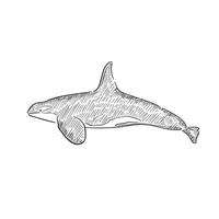 A line drawn and shaded illustration of a killer whale, otherwise known as an orca. Drawn entirely by hand vector