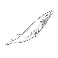 A line drawn illustration of a minke whale facing upwards. Hand drawn in black and white. vector