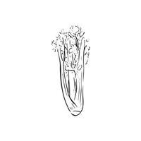 A line drawn sketch of celery in black and white vector