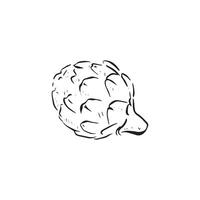 A line drawn sketch of a simple artichoke in black and white. vector