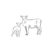 A line drawn illustration of a sheep and its lamb. This is supplied as two separate eps files so you can use them individually. Hand drawn vector