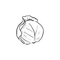 A line drawn sketch of a simple cabbage in black and white vector