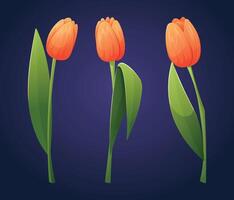 Set of isolated cartoon orange tulip flowers with stem and leaves. vector