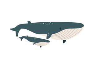 flat illustration isolated on white background, sea animals illustration, flat big whale with a baby whale, marine life vector