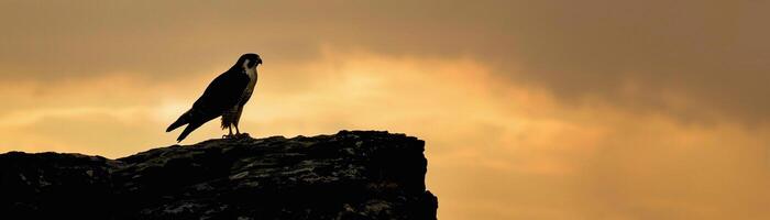 Perched Falcon, A silhouette of a falcon perched high on a cliff photo