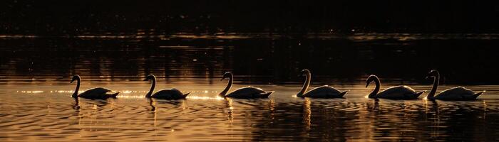 Synchronized Swans, Silhouettes of swans swimming in formation across a tranquil pond photo