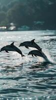 Playful Dolphins, Silhouettes of dolphins leaping out of the water in a synchronized display of joy photo