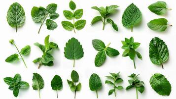 Rich collection of fresh mint leaves, isolated on white background photo