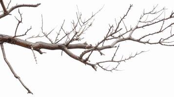 Dry branches, isolated on white background photo