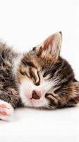 A sleeping newborn kitten, isolated on white background photo